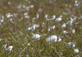 Linaigrette  feuilles troites / Eriophorum angustifolium