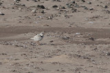 Pluvier siffleur - Charadrius melodus - Piping Plover
