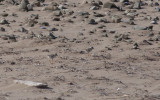 Pluvier siffleur - Charadrius melodus - Piping Plover