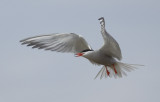 Sterne pierregarin / Sterna hirundo / Common Tern