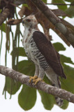 Aigle orné - Spizaetus ornatus - Ornate Hawk-Eagle