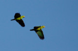 Amazone à nuque d'or - Amazona auropalliata - Yellow-naped Parrot