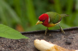 Cabézon à tête rouge - Eubucco bourcierii - Red-headed Barbet