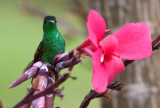 Colibri à épaulettes - Eupherusa eximia - Stripe-tailed Hummingbird
