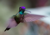 Colibri de Rivoli - Eugenes fulgens - Magnificent Hummingbird