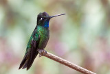 Colibri de Rivoli - Eugenes fulgens - Magnificent Hummingbird