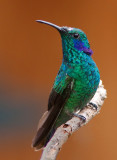 Colibri thalassin - Colibri thalassinus - Green Violet-ear