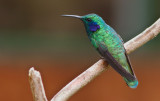 Colibri thalassin - Colibri thalassinus - Green Violet-ear
