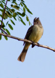 lnie  ventre jaune - Elaenia flavogaster - Yellow-bellied Elaenia