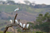 Héron garde-boeufs - Bubulcus ibis - Cattle Egret  et/and  Ibis blanc - Eudocimus albus - White Ibis
