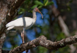 Ibis blanc - Eudocimus albus - White Ibis