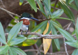 Martin-pêcheur d'Amazonie - Chloroceryle amazona - Amazon Kingfisher
