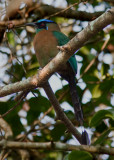 Motmot houtouc - Momotus momota - Blue-crowned Motmot