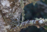 Moucherolle huppé - Mitrephanes phaeocercus - Tufted Flycatcher