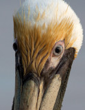 Pélican brun - Pelecanus occidentalis - Brown Pelican