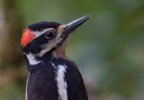 Pic chevelu - Picoides villosus - Hairy Woodpecker