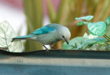 Tangara vque - Thraupis episcopus - Blue-gray Tanager