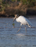 Tantale dAmrique - Mycteria americana - Wood Stork