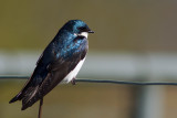 Hirondelle bicolore / Tachycineta bicolor/ Tree Swallow