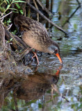 Rle de Virginie - Rallus limicola - Virginia Rail