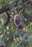 pervier dEurope (mle) / Accipiter nisus / Eurasian Sparrowhawk