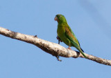 Toui à menton d'or - Brotogeris jugularis - Orange-chinned Parakeet