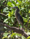 Héron strié - Butorides striatus - Striated Heron (Green-backed Heron)