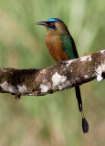 Motmot caraïbe - Momotus subrufescens - Whooping Motmot