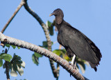 Urubu noir - Coragyps atratus - Black Vulture