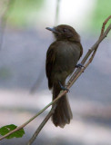 Platyrhynque brun - Cnipodectes subbrunneus - Brownish Flycatcher (Twistwing)