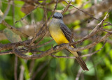 Tyran mélancolique - Tyrannus melancholicus - Tropical Kingbird