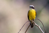 Tyran de Cayenne - Myiozetetes cayanensis - Rusty-margined Flycatcher