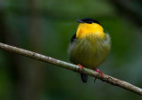 Manakin à col d'or - Manacus vitellinus - Golden-collared Manakin