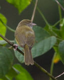 Viréon à pattes claires - Hylophilus flavipes - Scrub Greenlet