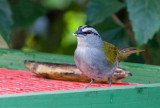 Tohi ligné - Arremonops conirostris - Black-striped Sparrow