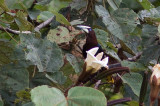 Cassique à tête brune - Psarocolius wagleri - Chestnut-headed Oropendola