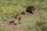 Capybara / Capybara / Hydrochaeris hydrochaeris