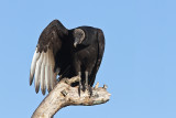 Urubu noir / Coragyps atratus / Black Vulture