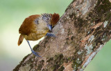 Batara rayé / Thamnophilus doliatus / Barred Antshrike