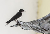 Hirondelle chalybée / Progne chalybea / Gray-breasted Martin