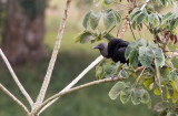 Urubu noir / Coragyps atratus / Black Vulture