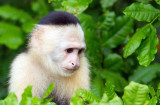 Capucin moine / Cebus capucinus / White-throated Capuchin Monkey