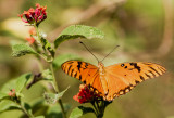 Agraulis vanillae vanillae / Gulf Fritillary