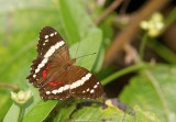 Anartia Fatima / Anartia f. fatima / Banded Peacock