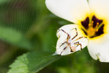 Argiope argentata / Silver Argiope