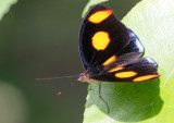 Catonephele numilia / Blue-frosted Banner