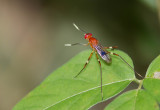 Insecte  identifier