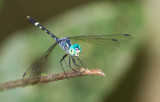 Libellule  identifier / Dragonfly ID to determine
