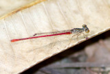 Demoiselle  identifier / Damsefly ID to determine