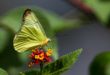 Melete polyhymnia florinda / Golden White